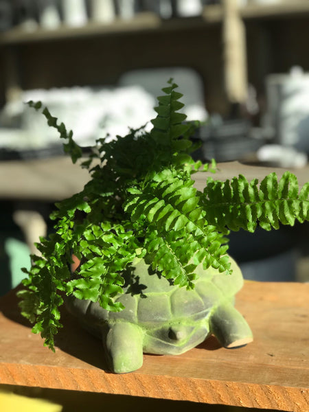 Maceta tortuga para jardín