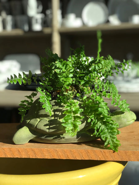 Maceta tortuga para jardín