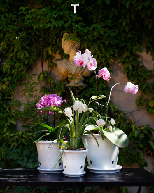 Orquídeas
