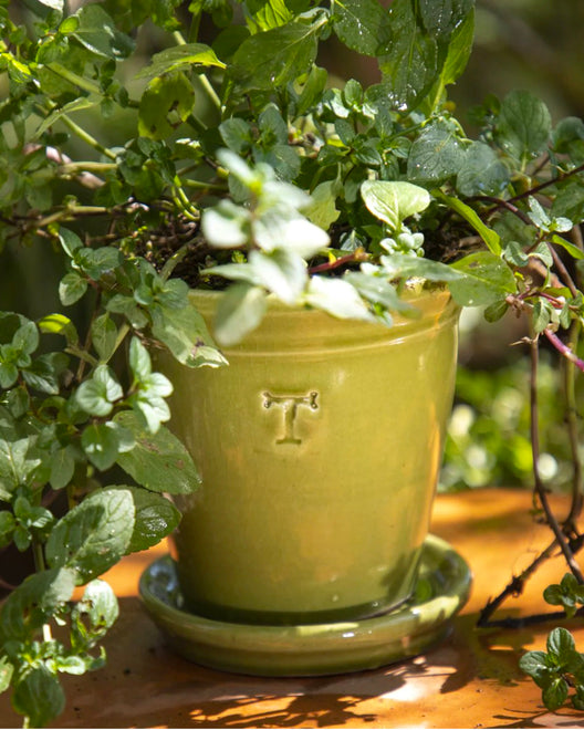 Vaso Liso