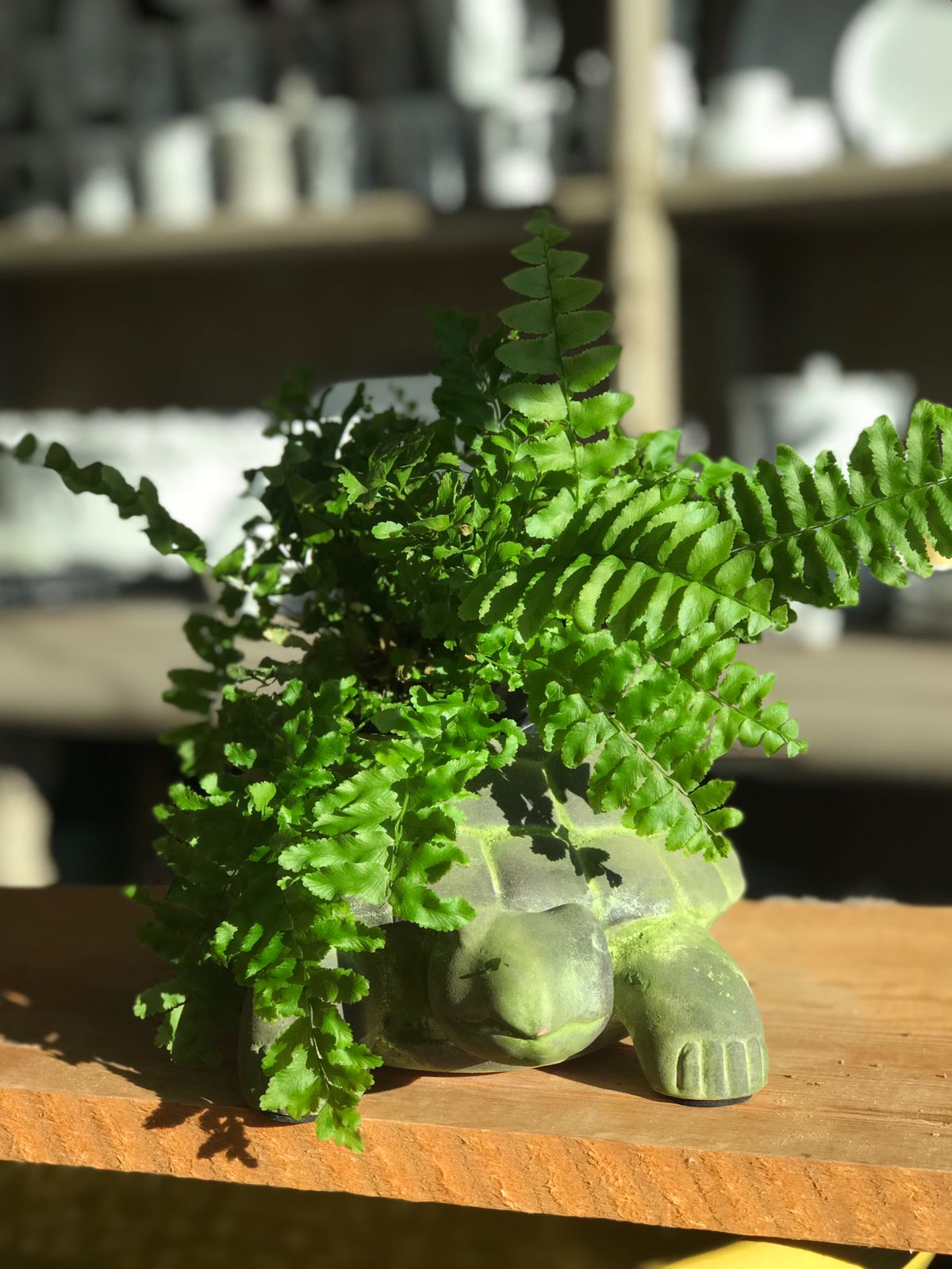 Maceta tortuga para jardín
